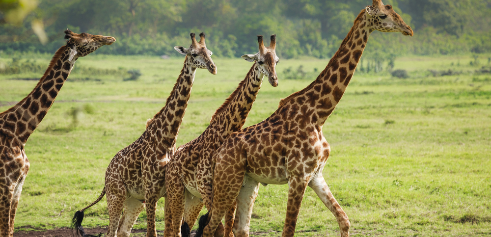 Arusha National park