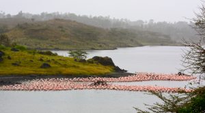 Arusha National park