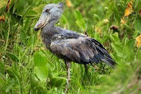 Lake Mburo National Park