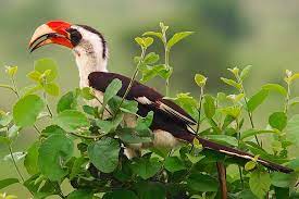 Tarangire National Park