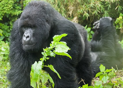 Attractions in Bwindi Forest National park