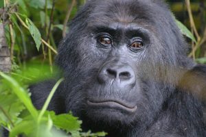 Virunga National park