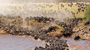 Serengeti National park