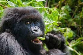 Bwindi Forest National park