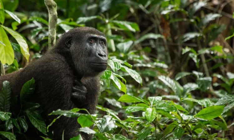 Eastern Lowland gorillas