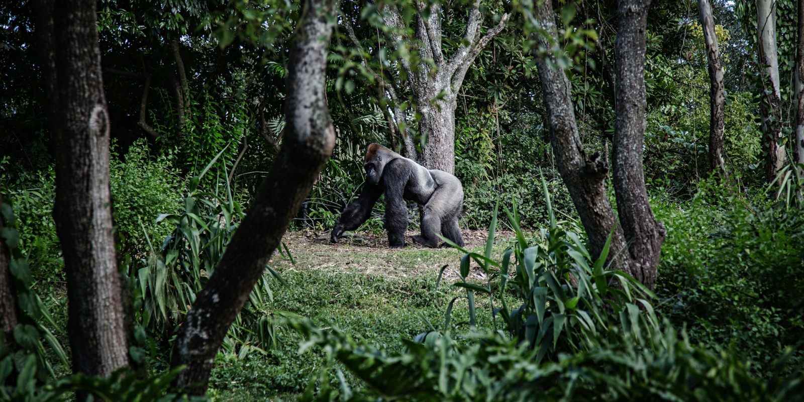 Kahuzi Biega National park