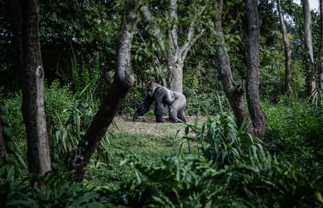 Kahuzi Biega National park