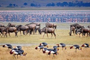 8 Days Tanzania Wildebeest Migration safari