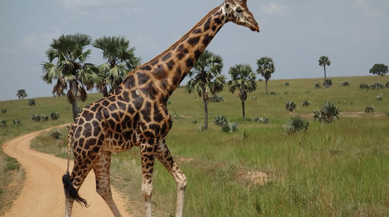 Attarctions in Murchison Falls Park