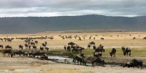 5 Days Serengeti & Ngorongoro Conservation Area