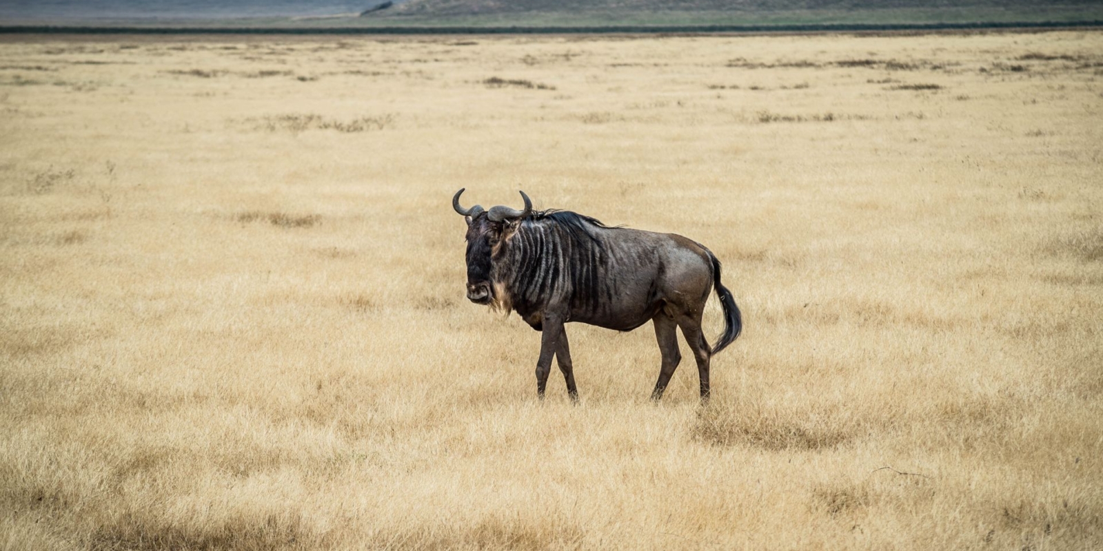 Ngorongoro Conservation Area