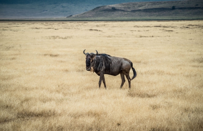 Ngorongoro Conservation Area