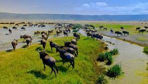 8 Days Tanzania Wildebeest migration