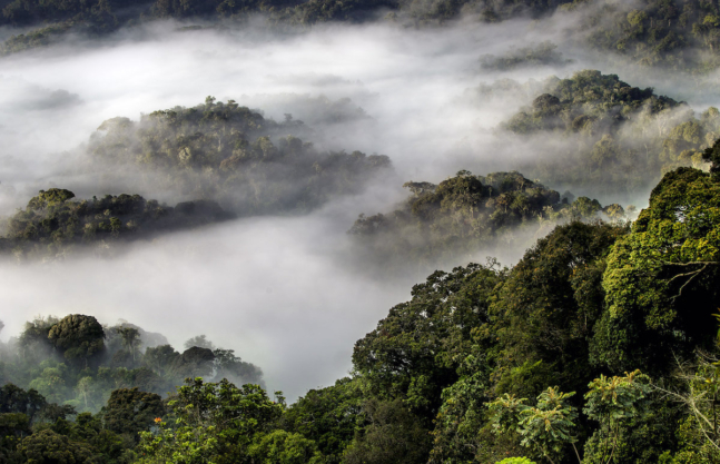 Nyungwe Forest National Park