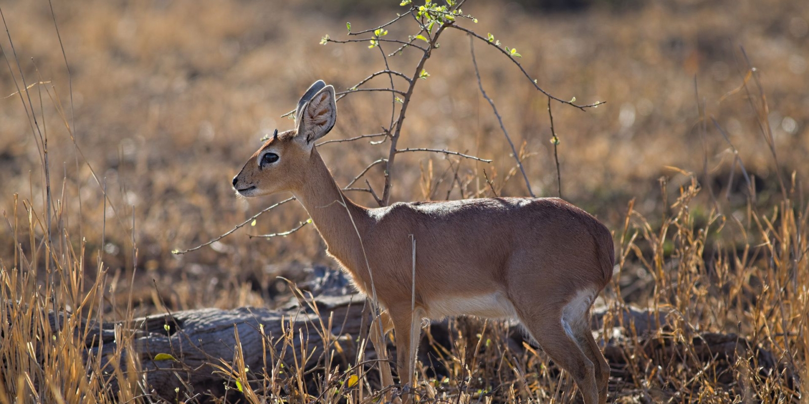Ruaha National Park