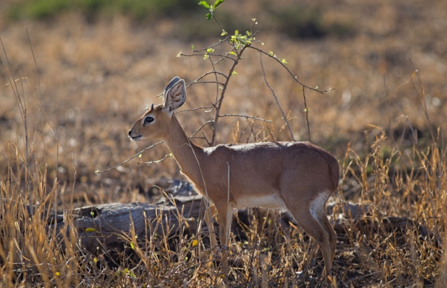 Ruaha National Park
