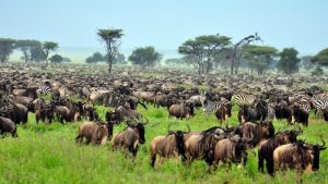 5 Days Serengeto & Ngorongoro Conservation Area