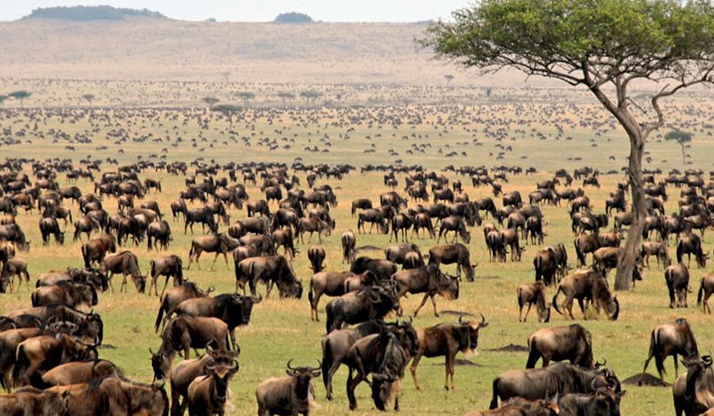 Attractions in Serengeti National Park