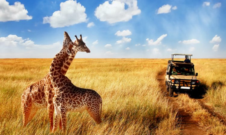 Tanzania Safaris