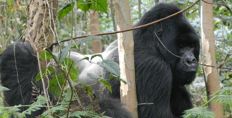 Attarctions in Virunga National park