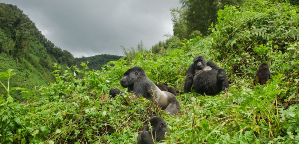 Gorilla trekking in Volcanoes National Park Rwanda