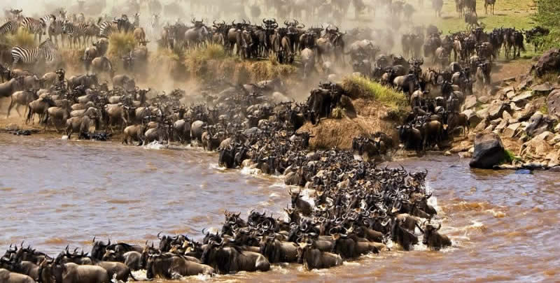 8 Days Tanzania wildebeest migration safari