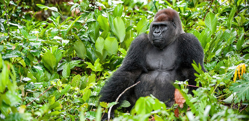 3 Days lowland gorilla trekking