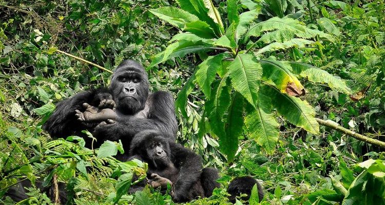 Expansion of Volcanoes Park Rwanda