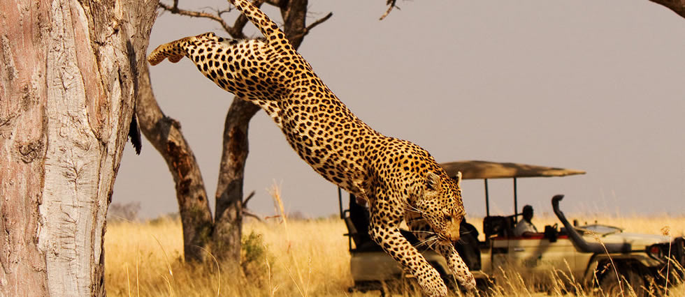 7 Days Rwanda wildlife safari