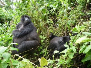 Cost of gorillla trekking in Uganda, Rwanda & Congo