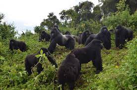 Congo gorilla safaris