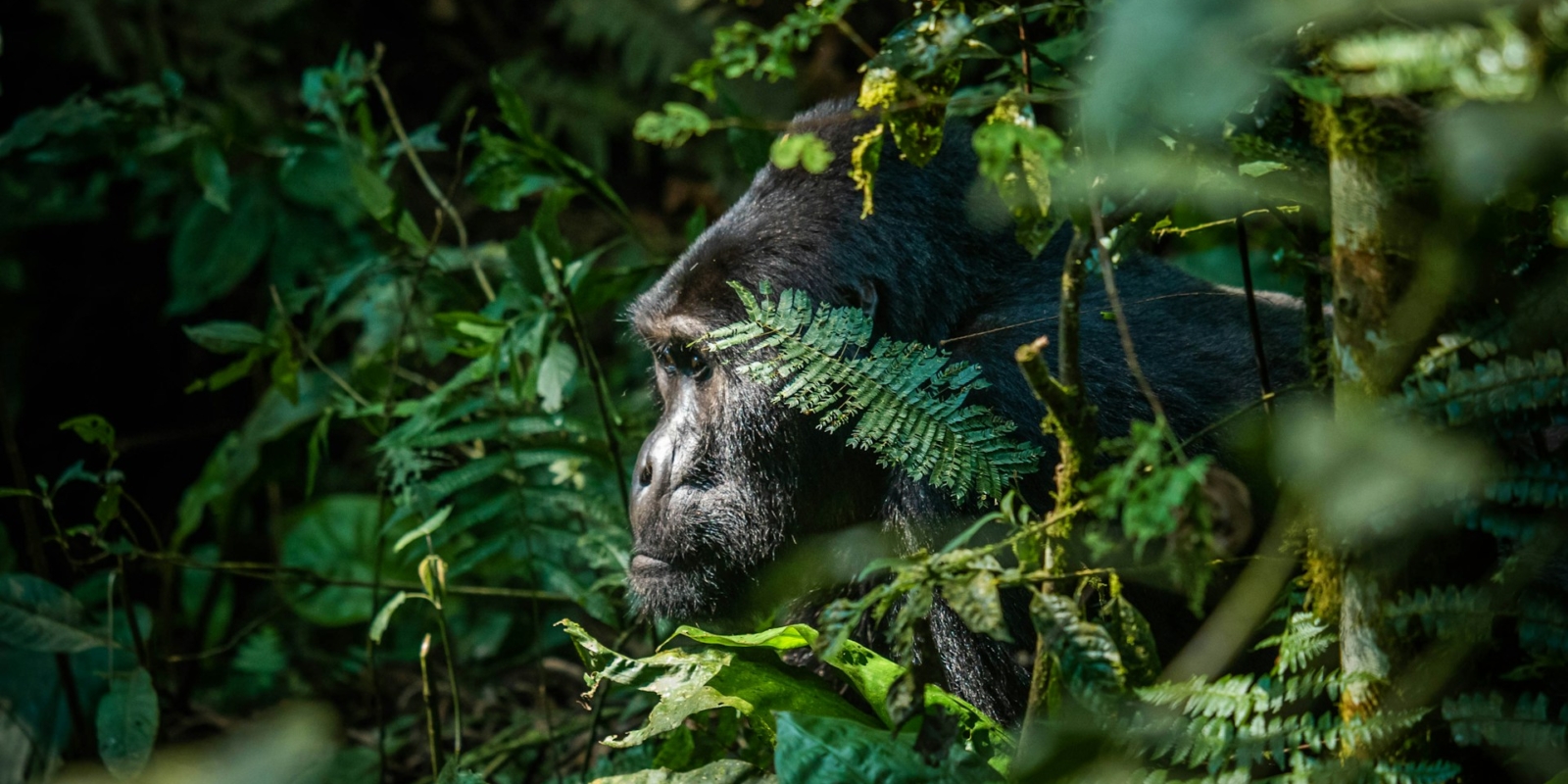 Gorilla Families in Virunga National Park