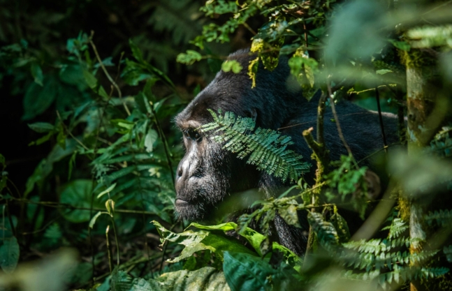Gorilla Families in Virunga National Park