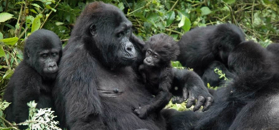 Congo gorilla tours