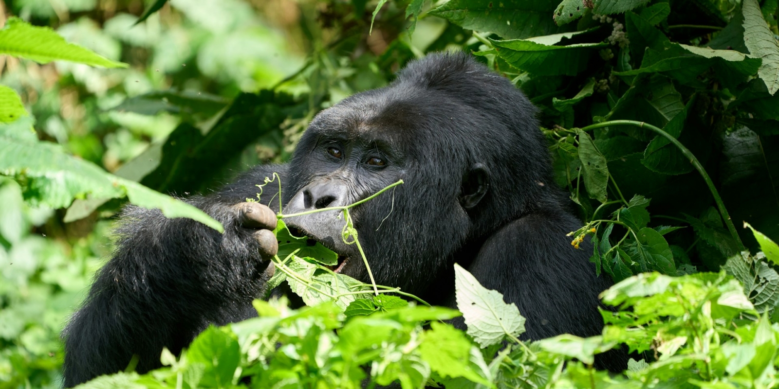 Gorilla Habituation Experience