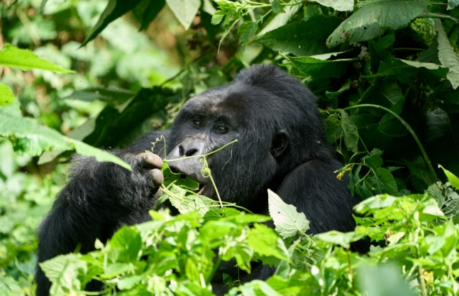 Gorilla Habituation Experience