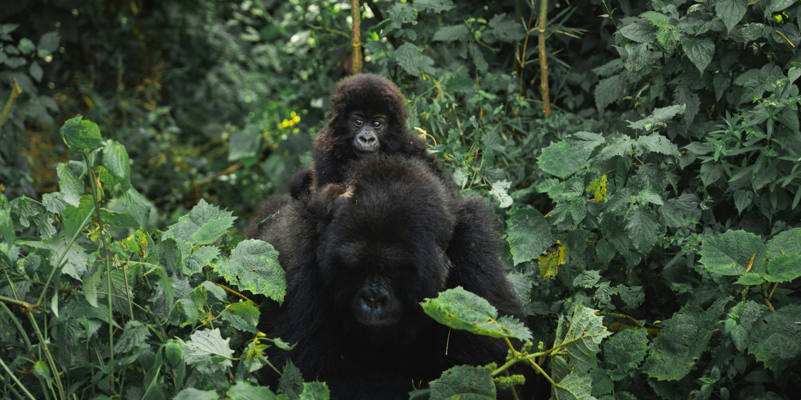 What is the Best Time To Trek Gorillas