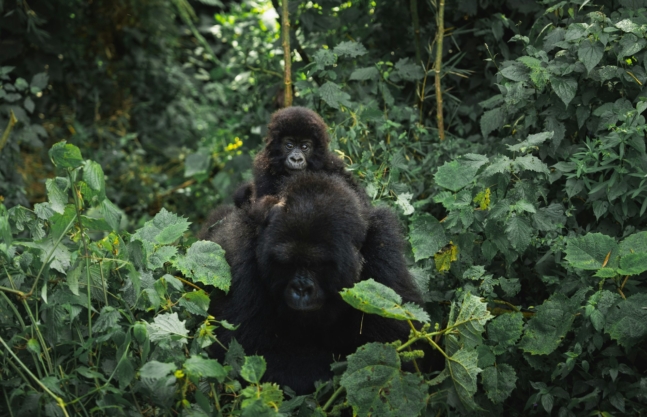 What is the Best Time To Trek Gorillas