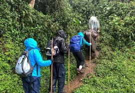 Best time for gorilla trekking in Africa