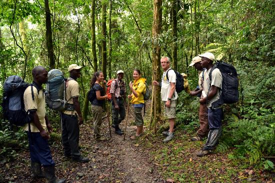 Gorilla trekking time