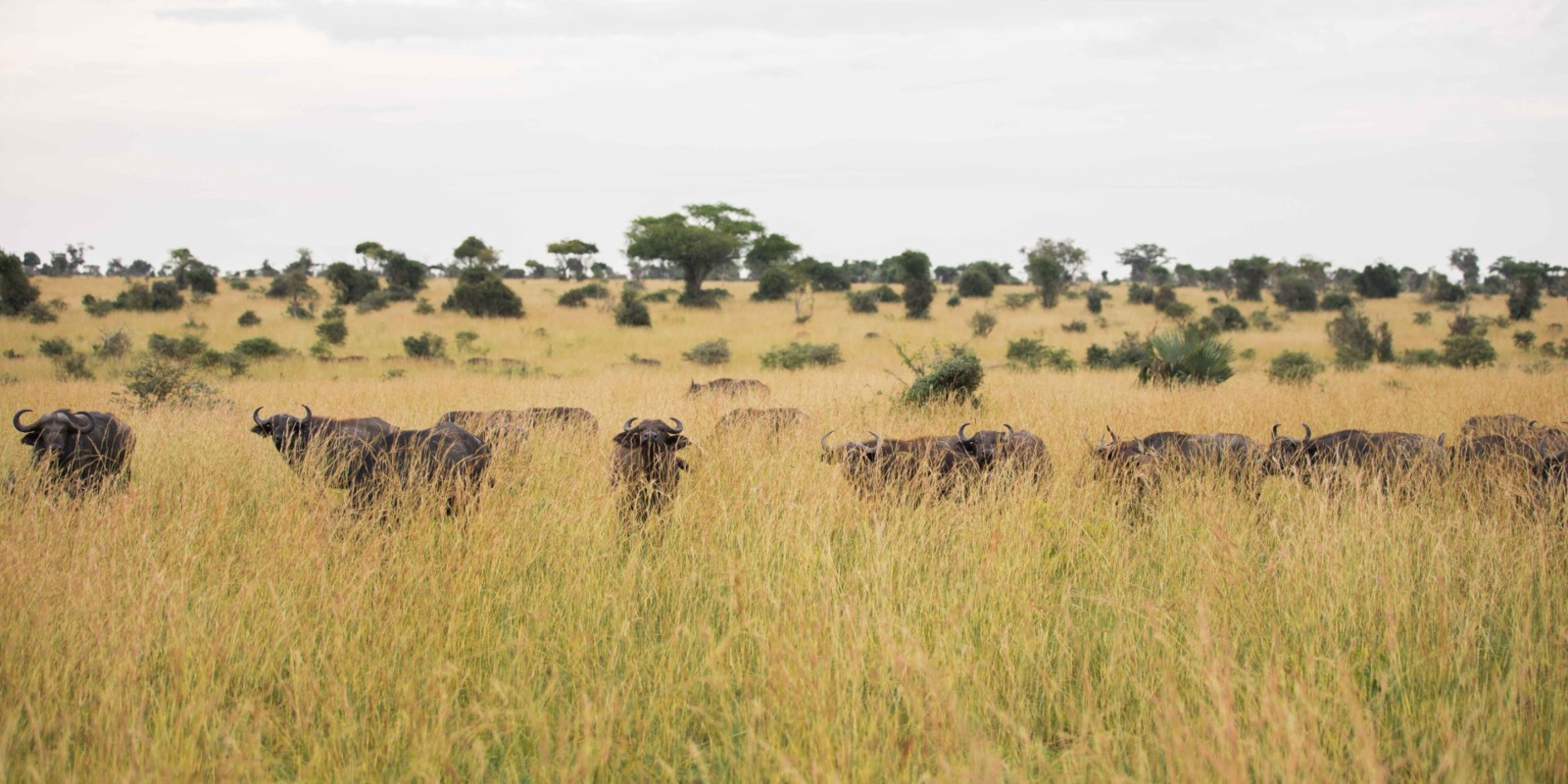 How Much is a Uganda Safari Cost