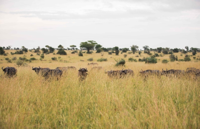 How Much is a Uganda Safari Cost