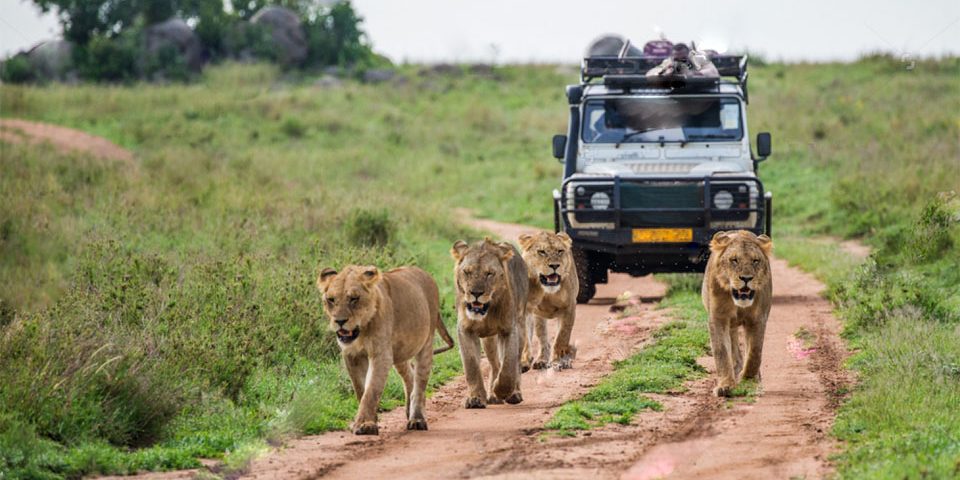 Cost of Uganda safaris