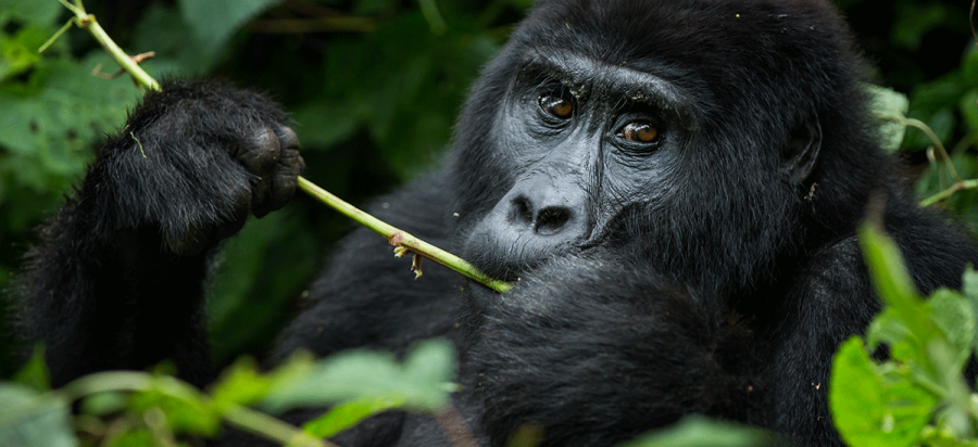 Why is Rwanda the best place to see gorillas