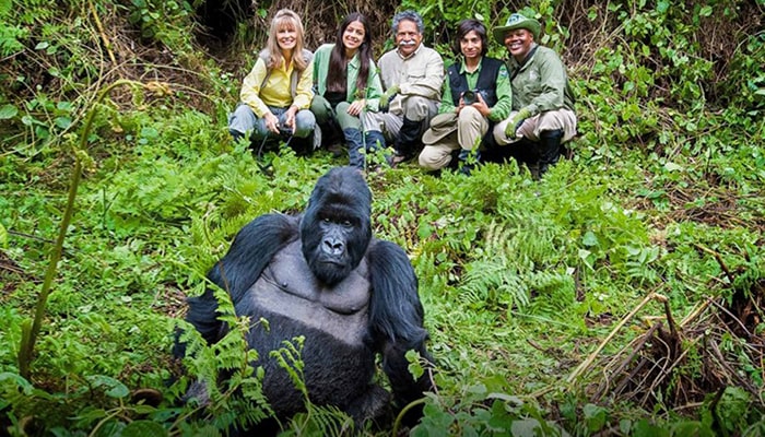 Uganda gorilla safari guide