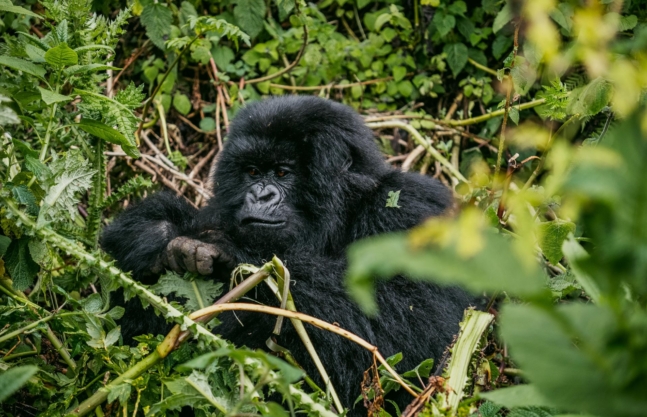 1-Day Gorilla Tour Rwanda