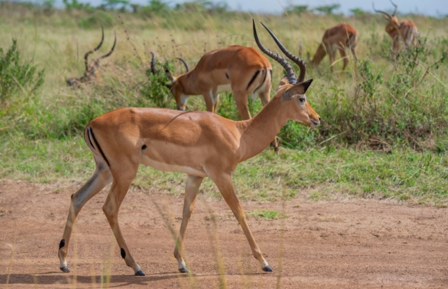 1 Day Lake Mburo Tour