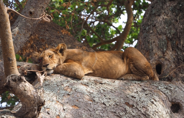 14 Days Uganda Safari
