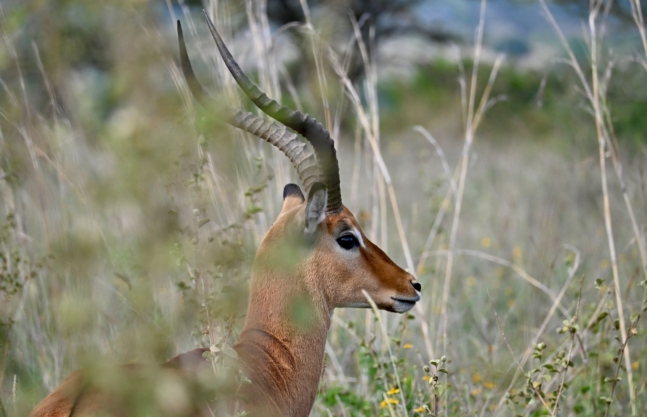 2 Days Akagera Game Safari