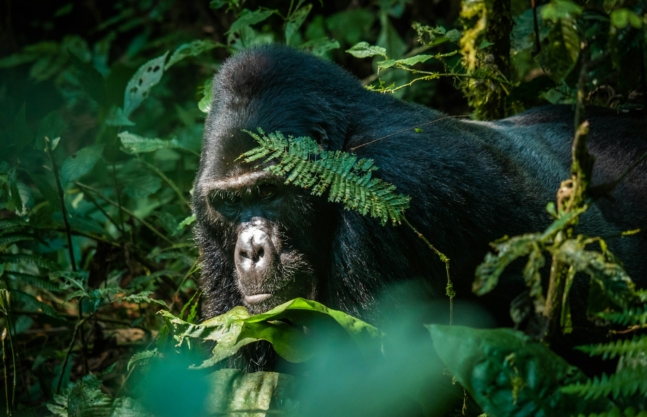 2 Days Bwindi Gorilla Tour Uganda